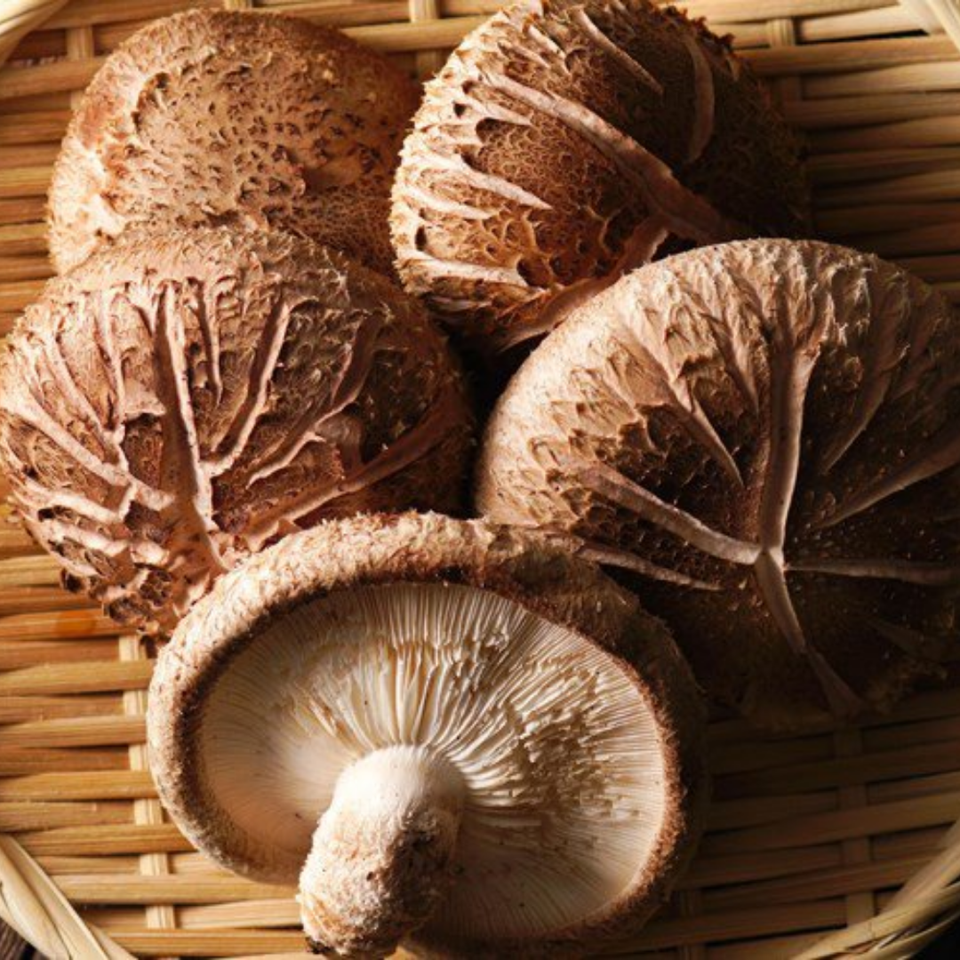 Hot Selling 100% High Quality Organic Natural Brown Mushrooms for Cooking from Viet Nam Mushroom Exporters