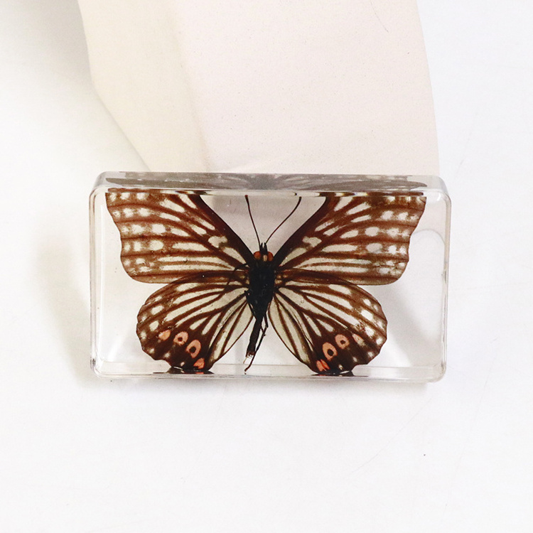 Custom Artificial Butterfly Insect Resin Crafts Teaching Tools and Home Decoration Paperweight Elegant Butterfly Design