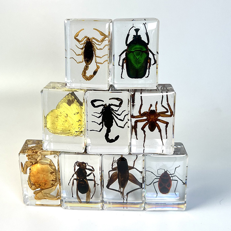 Ivy factory  real insect specimen Cricket embedded in crystal resin insect specimen paperweight animal specimen insect