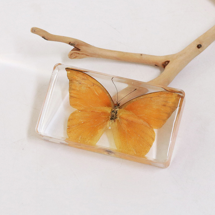 Custom Artificial Butterfly Insect Resin Crafts Teaching Tools and Home Decoration Paperweight Elegant Butterfly Design