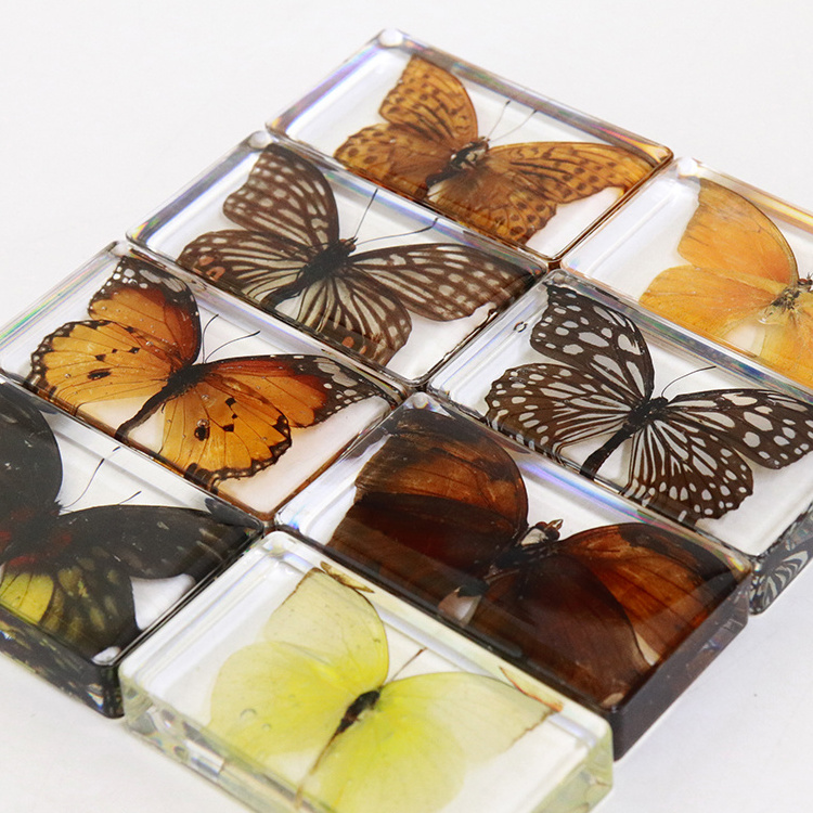 Custom Artificial Butterfly Insect Resin Crafts Teaching Tools and Home Decoration Paperweight Elegant Butterfly Design