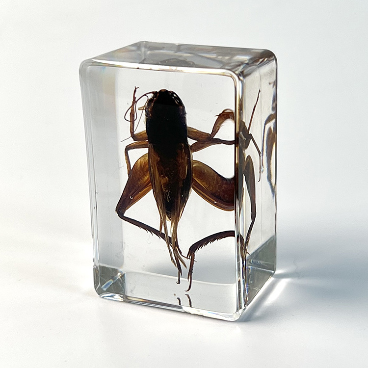 Ivy factory  real insect specimen Cricket embedded in crystal resin insect specimen paperweight animal specimen insect