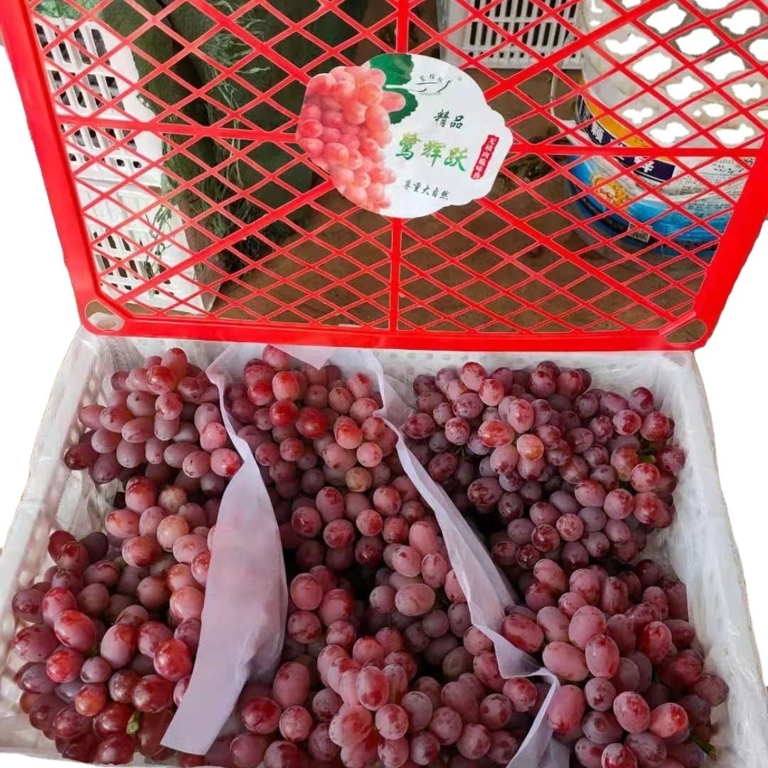 fresh red globe grape