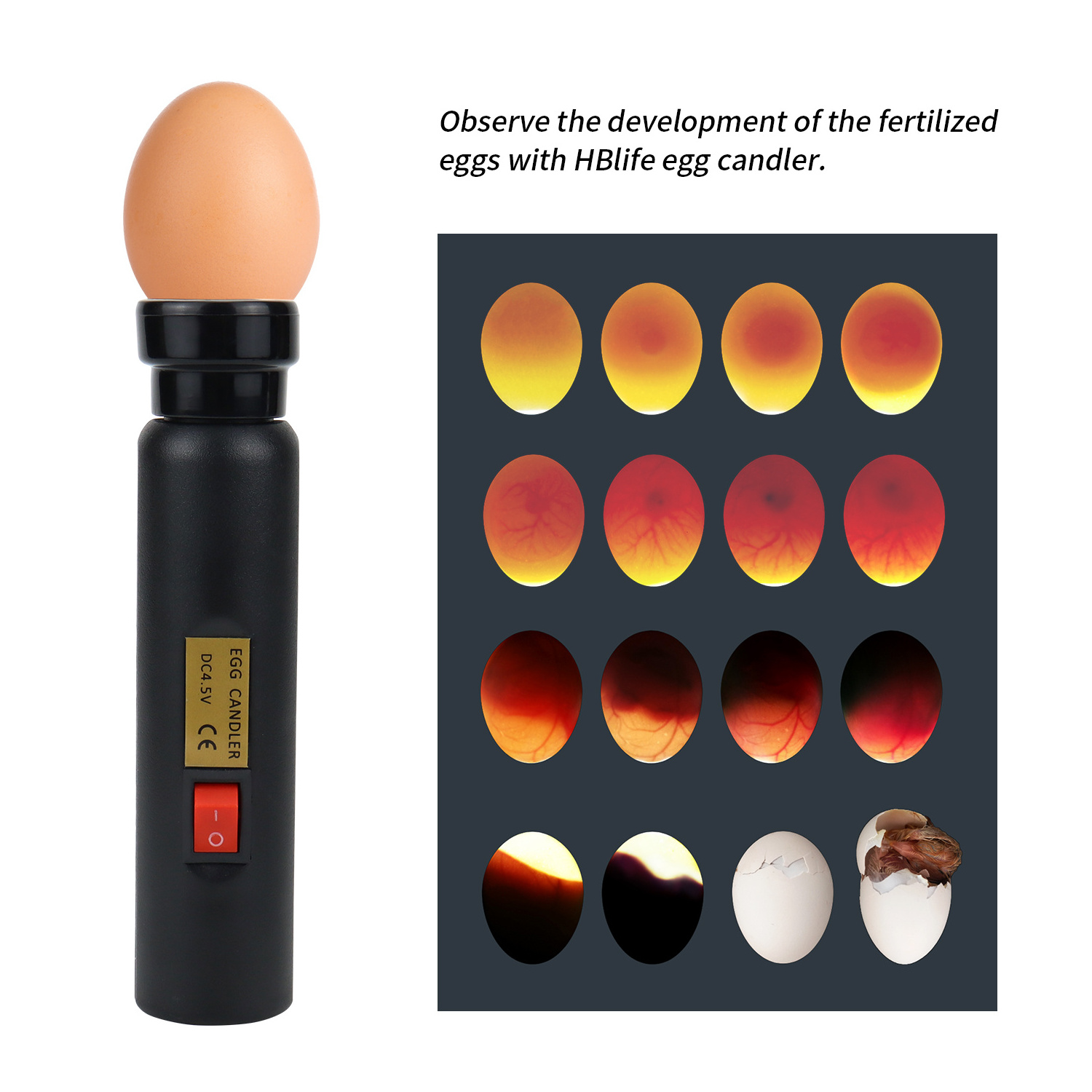 Janoel Egg Candler for Monitoring Eggs for Chicken, Duck, Quail, Parrot, and Bird Farming