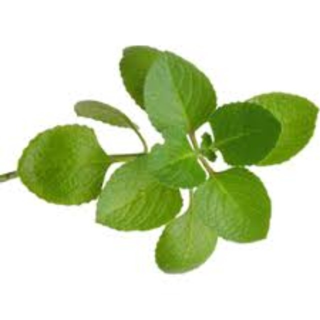 ISO Certified 100% Pure and Organic Oregano Essential Oil wholesale supplier