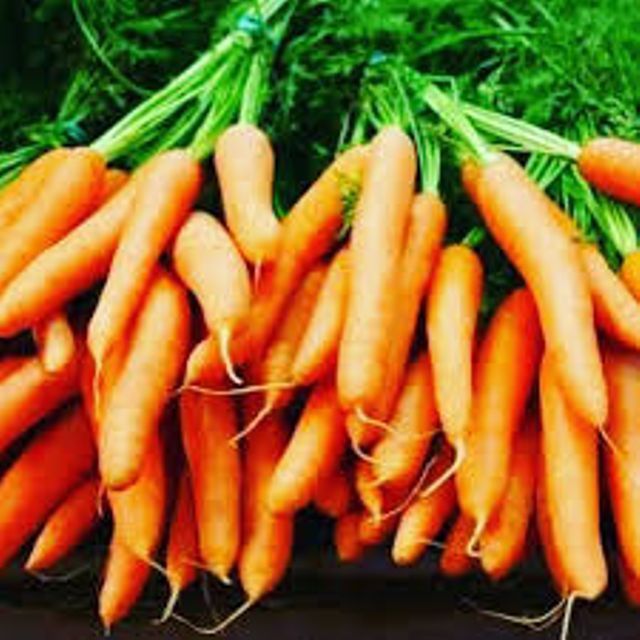 Top Grade Organic Carrot Oil from Indian Exporter and Manufacturer at Bulk Price