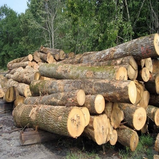 Australian species Eucalyptus timber logs and sawn timber Blackbutt & Spotted Gum