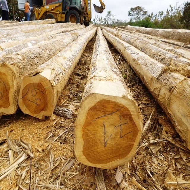 Australian species Eucalyptus timber logs and sawn timber Blackbutt & Spotted Gum