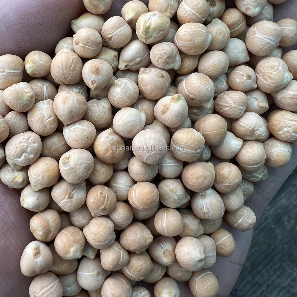 Wholesale Price 25kg 50kg 500g Package 7mm - 9mm Dried Kabuli Garbanzo Beans Chick Pea Chickpeas