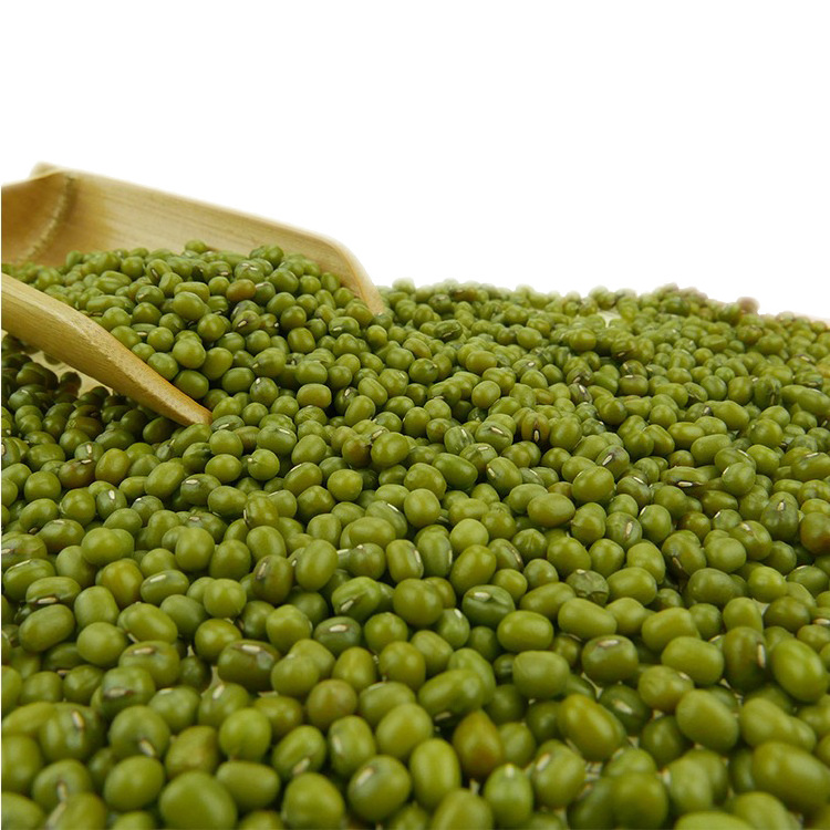 3.8mm Green Mung Bean Mung Beans Sprout Use For Sale