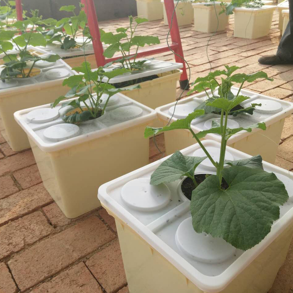 Dutch bucket hydroponic strawberry growing systems