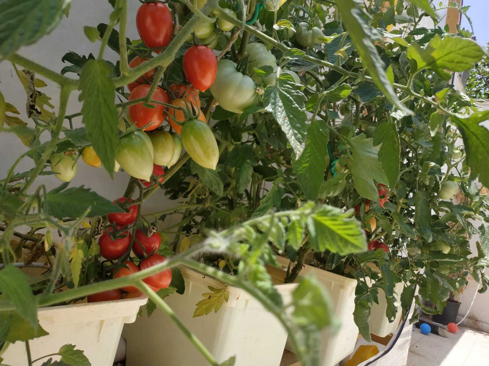 Dutch bucket hydroponic strawberry growing systems