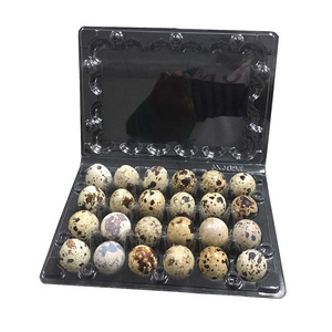 24 Holes Clear Plastic Quail Egg Tray packaging for quail eggs