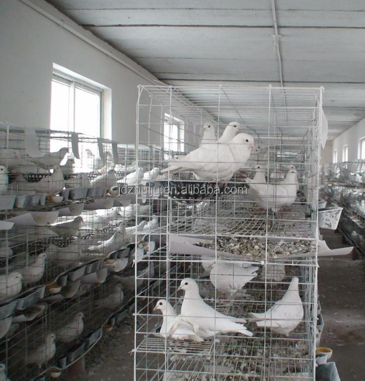 Commercial professional pigeon breeding cage HJ-PC24