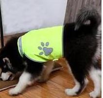 Reflective dog hunting vest safety vest