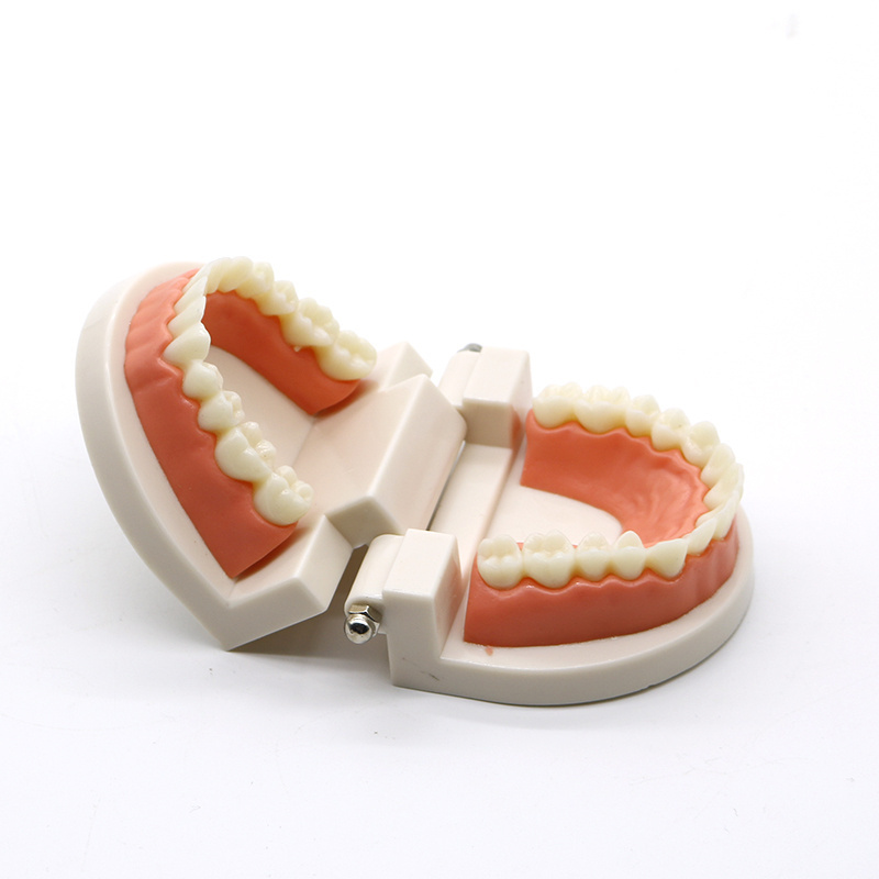 Dental Education Supply Practical False Dental Teeth Model for Teaching Demonstration