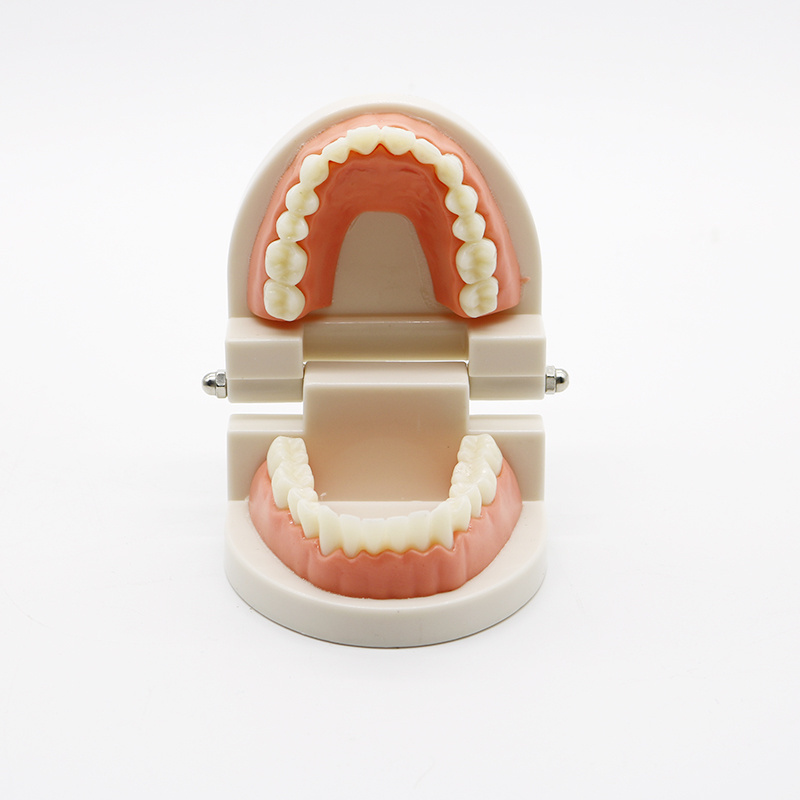 Dental Education Supply Practical False Dental Teeth Model for Teaching Demonstration