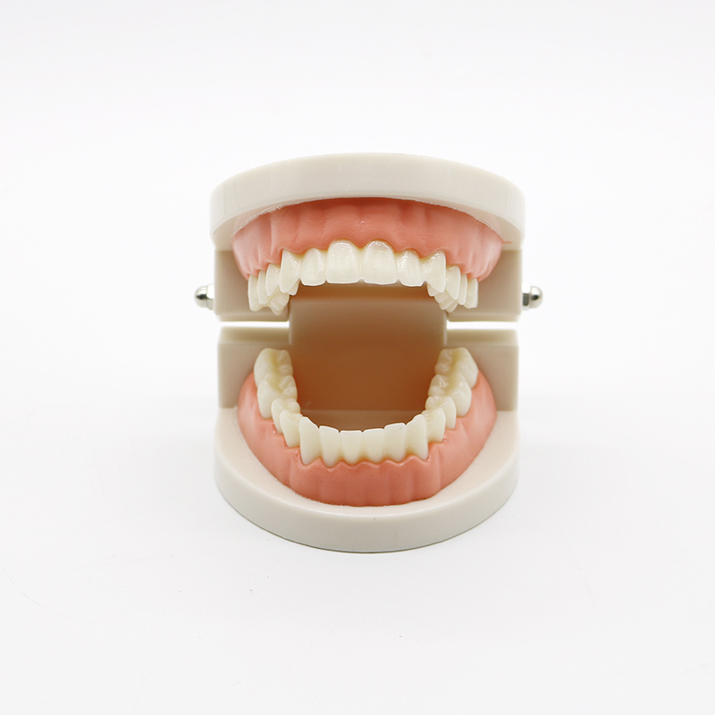 Dental Education Supply Practical False Dental Teeth Model for Teaching Demonstration