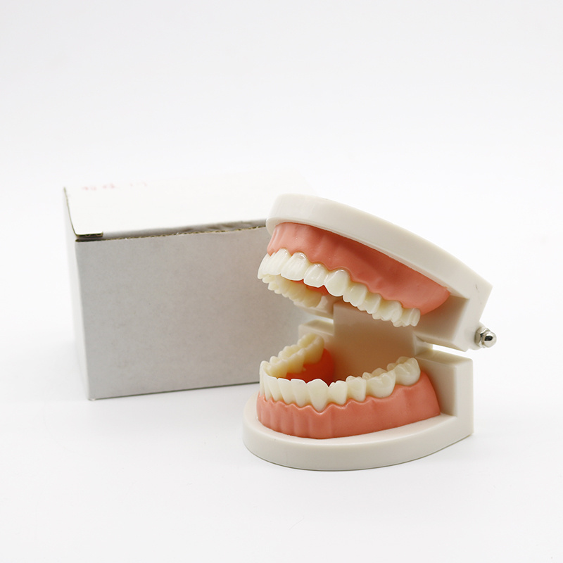 Dental Education Supply Practical False Dental Teeth Model for Teaching Demonstration