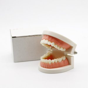 Dental Education Supply Practical False Dental Teeth Model for Teaching Demonstration