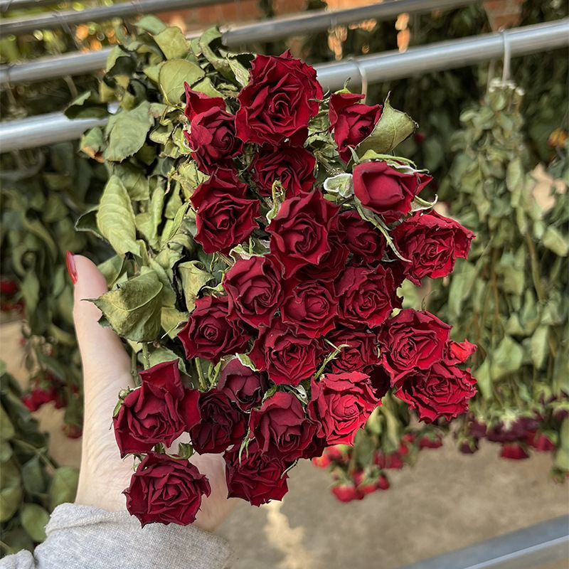 Dried Rose Bundles Real Natural Dried Red Roses Flowers for Home Wedding Decoration Flower Arrangements Party Decor