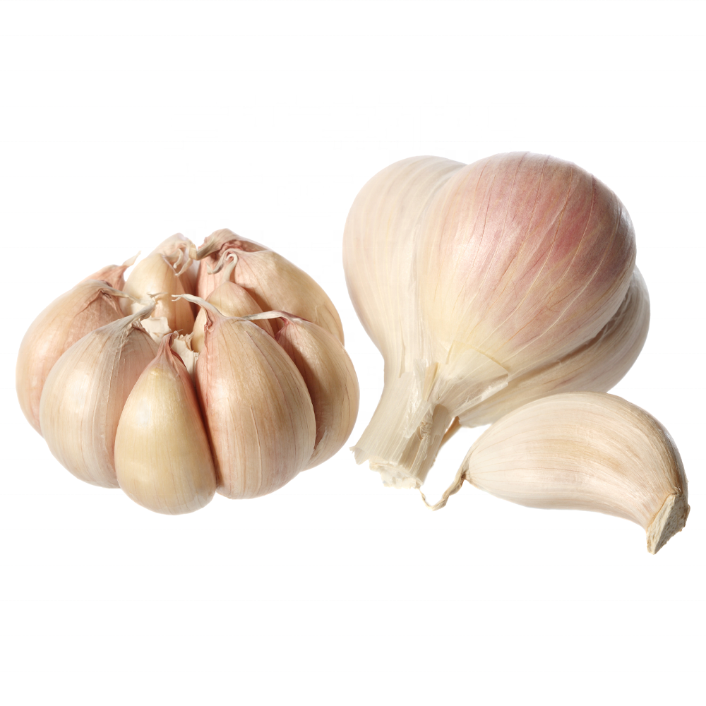 Fresh ajo garlic 2023 crop supply as garlic normal white and pure white alho from Chinese garlic supplier