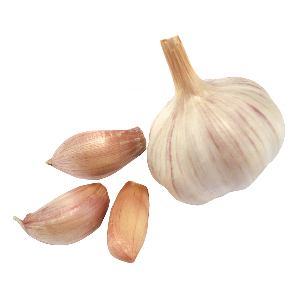 Fresh ajo garlic 2023 crop supply as garlic normal white and pure white alho from Chinese garlic supplier