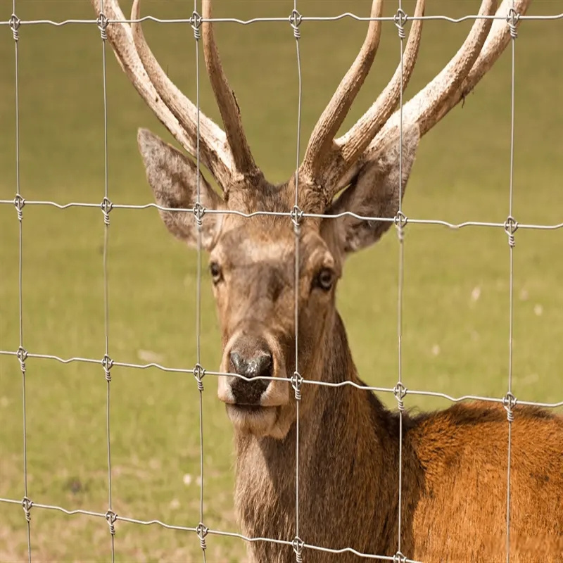 21mm wire diameter corral fence portable galvanized cattle panel