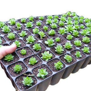 32 50 72 105 128 200 288 Cells Seed Starter Germination Plant Flower Seed Tray For Gardening