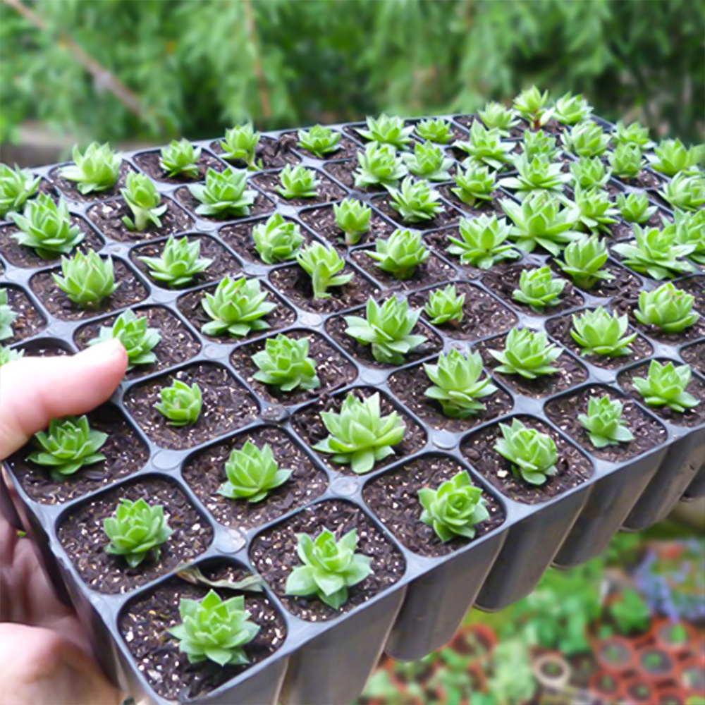 Plastic Starter Garden Plant Propagation Growing Nursery seedling Germination Cell seed Trays With Holes