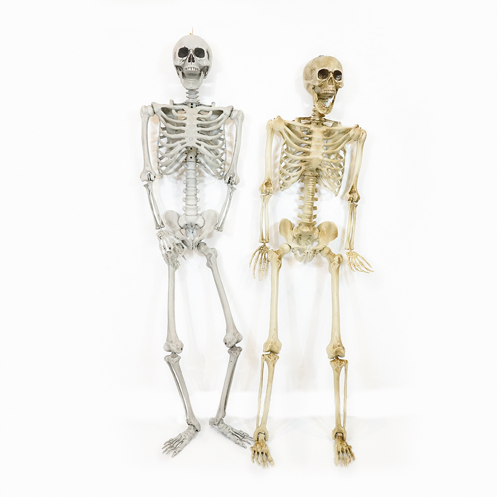 Human Life Size 60inch Halloween Decorations Props Large Animated Movable Joints 5.4Ft Halloween Skeleton For Sale