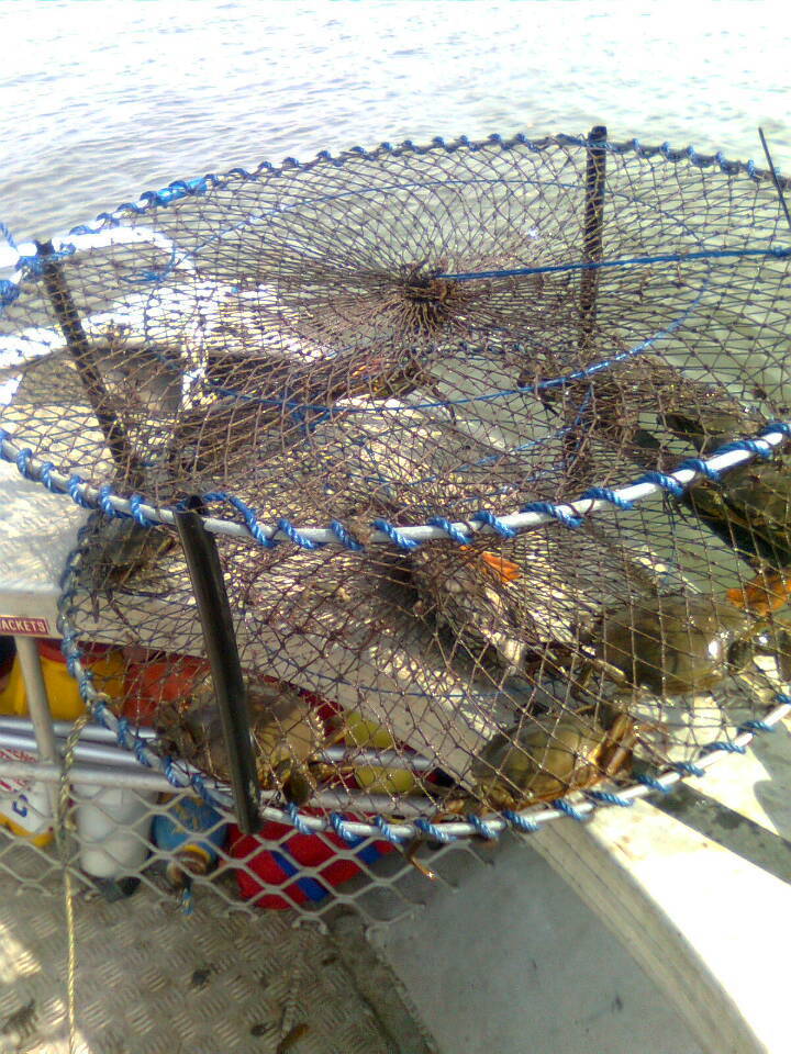 Professional Crab Trap Crab Pot with 4 Entry