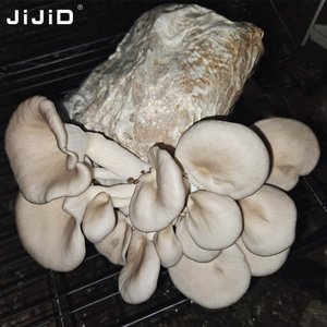 JIJID Polypropylene Mushroom Grow Bags Shiitake Mushroom Spawn Bags