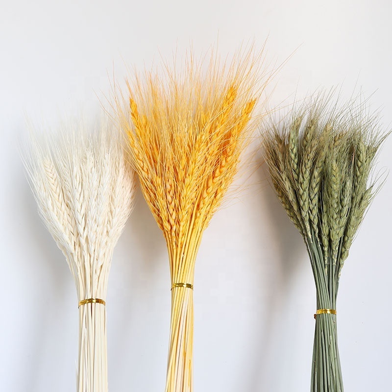 JD-F01 2021 Hot Selling Dried Flower for Home Decoration Natural Wheat Grain Flowers Dry Grass