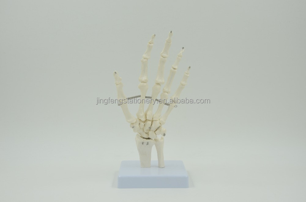 High Quality Medical Anatomy Science Life-Size Hand Joint Human Anatomical Models , Education Models plastic skeleton hands