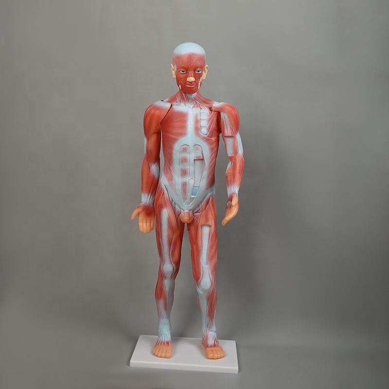 Human Whole Body Manikin Organ Teaching Model, Body Muscle Dissection Anatomy Model