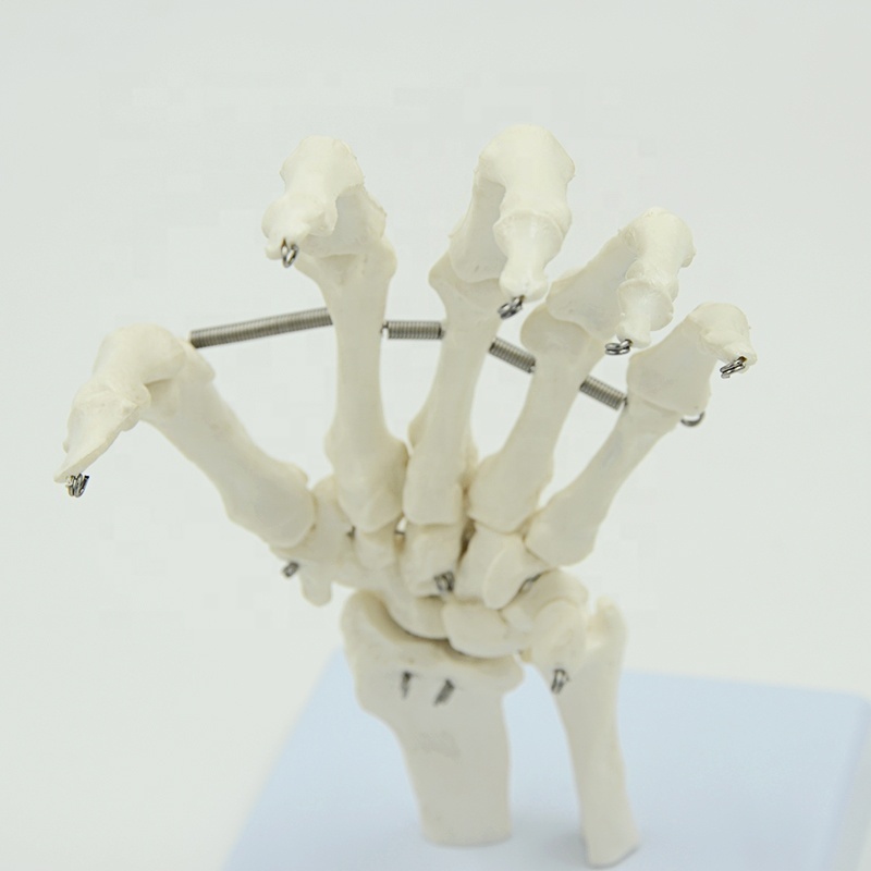 Human bone model hand bone foot bone model hospital medical educational model