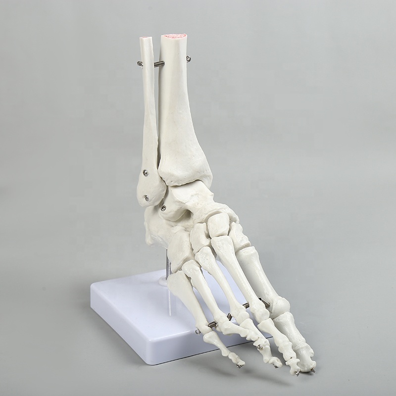 Human bone model hand bone foot bone model hospital medical educational model