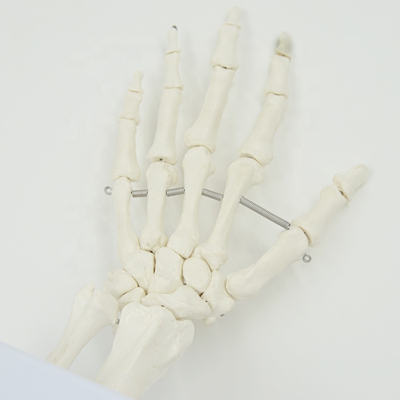 Human bone model hand bone foot bone model hospital medical educational model