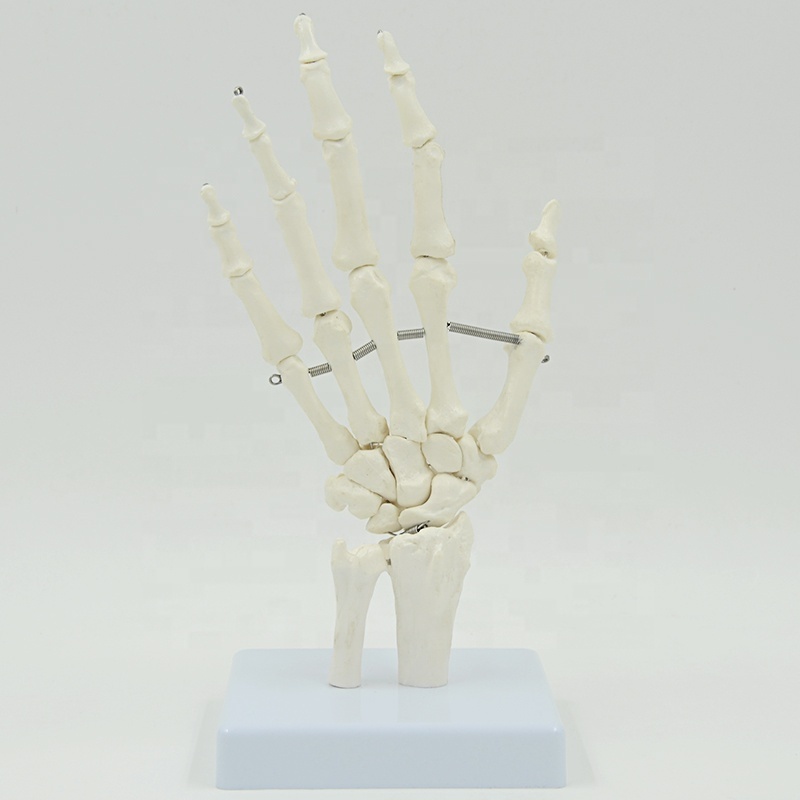 Human bone model hand bone foot bone model hospital medical educational model