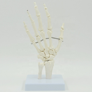 Human bone model hand bone foot bone model hospital medical educational model