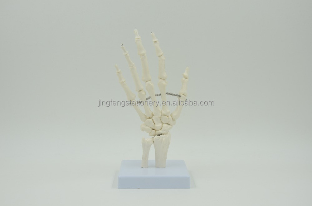 High Quality Medical Anatomy Science Life-Size Hand Joint Human Anatomical Models , Education Models plastic skeleton hands