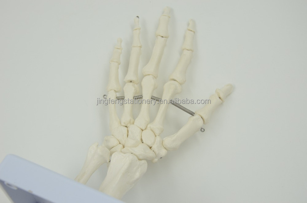 High Quality Medical Anatomy Science Life-Size Hand Joint Human Anatomical Models , Education Models plastic skeleton hands