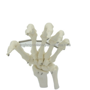 High Quality Medical Anatomy Science Life-Size Hand Joint Human Anatomical Models , Education Models plastic skeleton hands