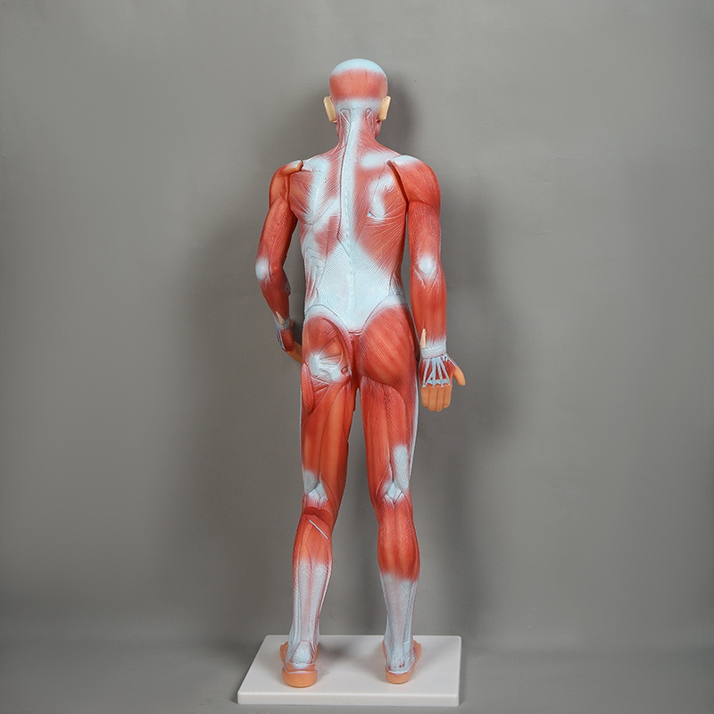 Human Whole Body Manikin Organ Teaching Model, Body Muscle Dissection Anatomy Model