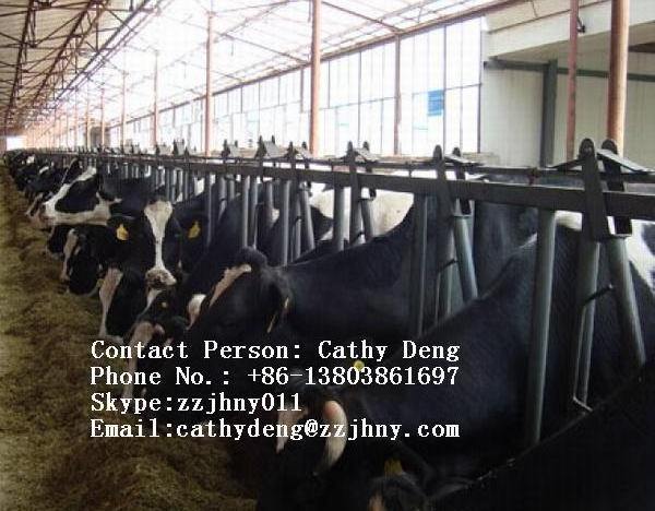 Dairy Headlocks Agriculture Farm Equipment cattle husbandry equipment