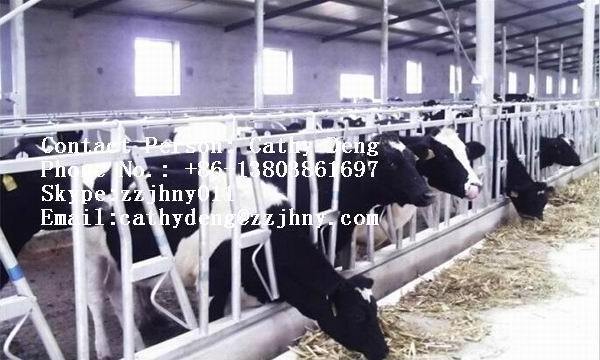 Dairy Headlocks Agriculture Farm Equipment cattle husbandry equipment