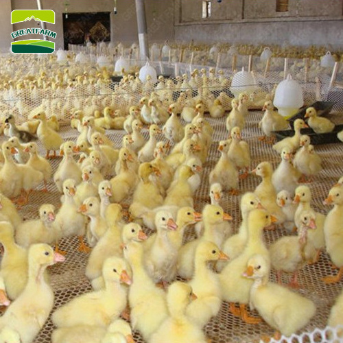 PP Material Chicken Plastic Net Floor Chicken Plastic Wire Mesh for Chicken Farm use Broilers Cage Breeding