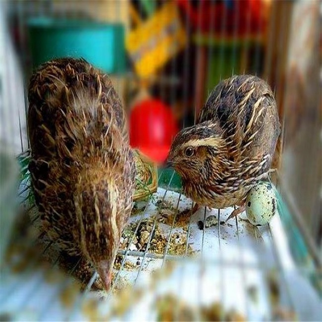 Coarse encryption vertical type spot supply quail cage wholesale processing