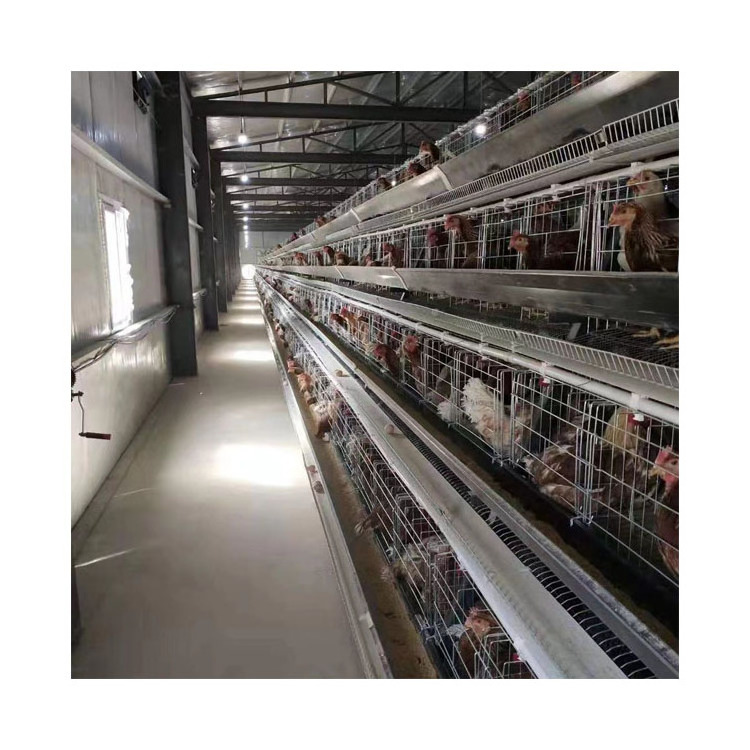 Full Designs Animal Cages Galvanized a Type Chicken Breeding Layer Farming Cage Chicken Farm Poultry Cage Feeding Chicken 5 Sets